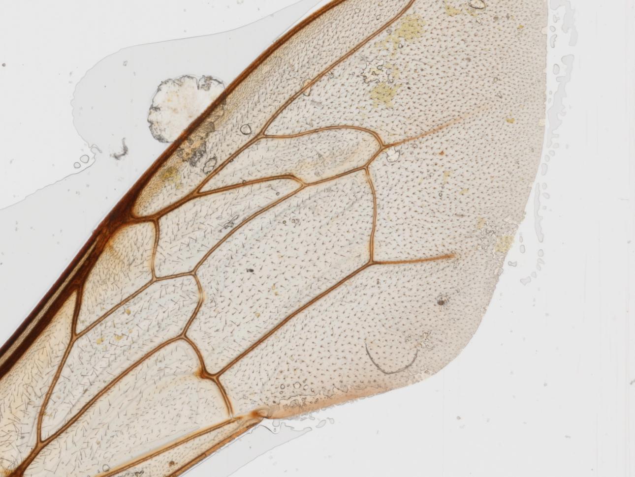 bee wing